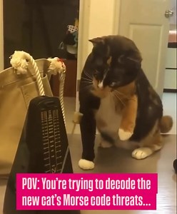 46K views · 434 reactions | POV: You're trying to decode the new cat's Morse Code threats.... #cats #metronome #piano | Piano Lessons Vancouver | Facebook