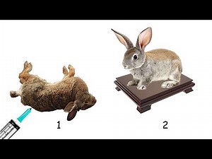 Watch how to sign 'embalm' in American Sign Language.