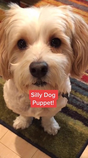 How to Make Dog Puppets for Fun Pet Playtime