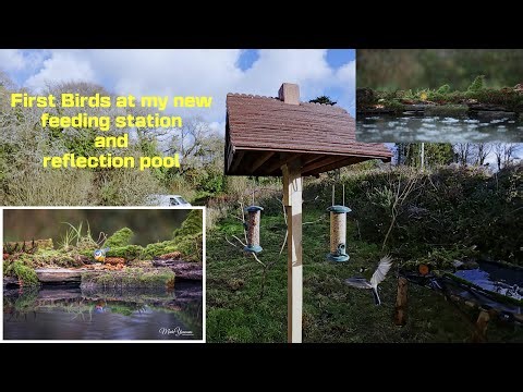 Building a reflection pool and feed station Ep 2