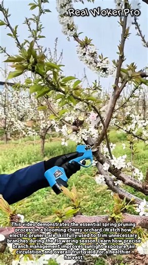 Pruning Flowering Cherry Trees in Spring #worker #process #orchard #pruning #gardening