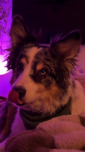 Camilla Cattaneo (@camillacattaneo_)’s videos with Dog Reaction Sounds - Sound Effect - Sounds Dogs Love