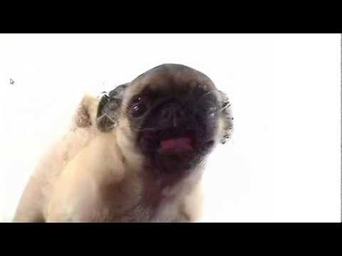 A Pug is Licking Your Screen