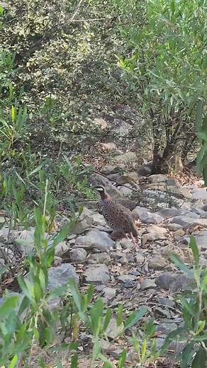 “Wild Black Partridge roaming through the bushes — on a peaceful hunt for its next meal. 🖤🌿” #BlackPartridge #WildBeauty #NatureSearch #BirdLife #WildMoments #USABirds #NatureUSA #birdsofamerica #BirdsOfAmerica | Birds Lover 2