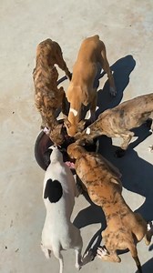 Harmony and happiness in the moment of shared feeding for adult greyhounds. 🐕🥰 #Greyhounds #sharedfood #happymoments #AnimalHarmony #dogshappiness #animallove | Pro Hounds World