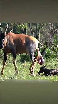 एक माँ दर्द से जूझ रही है..क्योंकि आज उसके बच्चे का जन्म होने वाला है।#wildlife #shorts #shortvideo