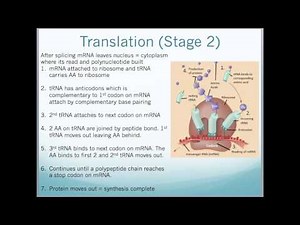 A2 Edexcel Biology Unit 4 - Protein Synthesis, PCR, Gel Electrophoresis and DNA profiling