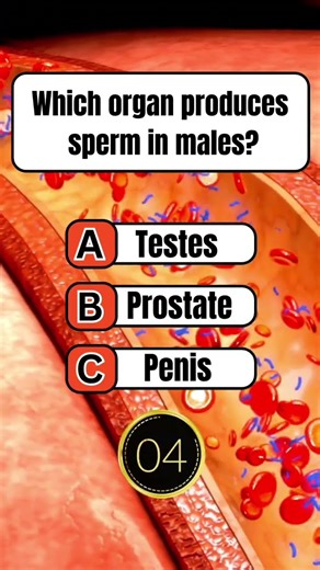 Where Is Sperm Produced? | Male Reproductive System Quiz | Biology Shorts