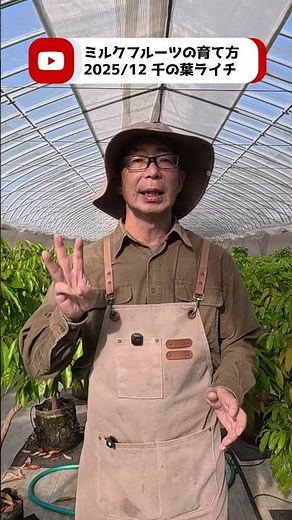 [How to grow milk fruit (2025/12)] When should you apply fertilizer?