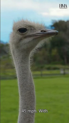 Ostriches: The Fastest Running Birds