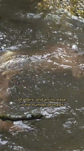 30K views · 122 reactions | Otters are cute, cuddly, and totally capable of eating your dog. And that's not even the scariest thing they can do! | BuzzFeed Animals | Facebook