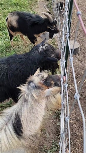 Fun farm fact: Bucks are gross #goats🐐 #goatsoftiktok #bucksoftiktok #goatsounds #screaminggoat #funfarmfacts