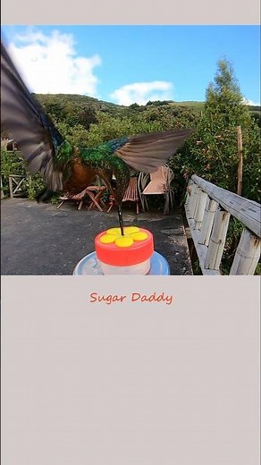 RARE hummingbird feeding! Great Sapphirewing Female1 #hummingbirdlover #hummingbirdfeeders