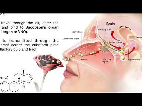 The Vomeronasal Organ, Pheromones, & Mating Behavior
