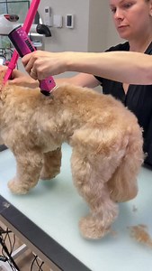 Cockapoo grooming and a fluff up shake at the end 🤭🫶🏻✂️🐾 #doggram #doggrooming #garbaniusgrooming #cockapoo #doggroomer | Garbanius Grooming
