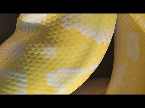 🐍 Yellow Python ..