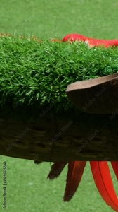 Macau parrot Red Parrot Scarlet Macaw, Wildlife scene from the rainforest. Macau Macaw, bird sits on a branch, Beautiful parrot on a green tree in a nature habitat, evening light.
