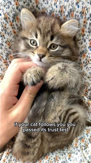 If your cat follows you, you passed its trust test #shorts #cat