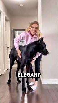The Gentle Giant: The Truth About the Great Dane 🐶💪