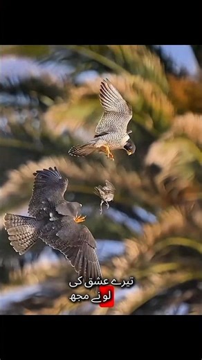 🔥 Tamam Janwar Aur Parindon Ka Safar | All Animals & Birds Species on Earth | Nature’s Best Video 🐘