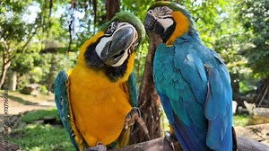 Two vibrant blue-and-yellow macaws perching in a lush forest setting, one looking at the camera with its beak open, depicting tropical wildlife