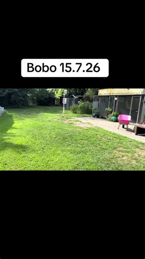 Bobo: Unser Gnadenhof-Hund aus Rumänien bleibt bei uns