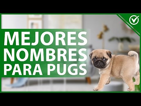 🐶 Nombres para Perros Pug - Elige el Mejor Nombre para tu Pug Macho o Hembra 🐶