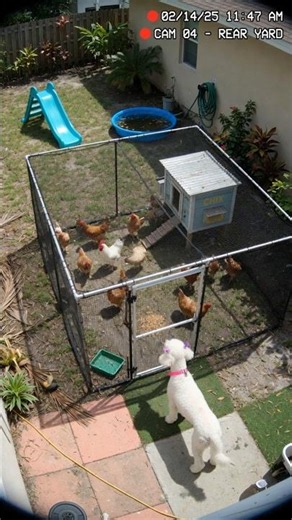This is my Poodle’s everyday routine.❤️🐩🐓 #poodlelove #poodle #poodlelife