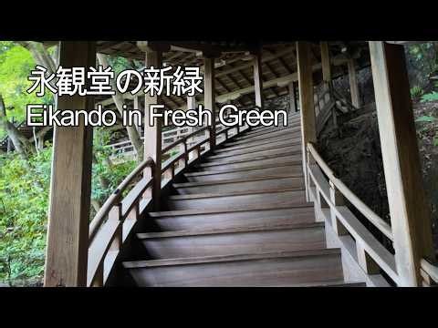 【4K】Eikando Temple in Fresh Green | Kyoto's Most Beautiful Green Maple Season