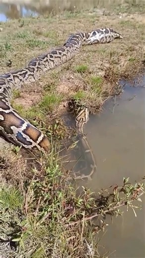 Python Encounter | African Hunter’s Perfect Control #python #hunting #shorts #amazon