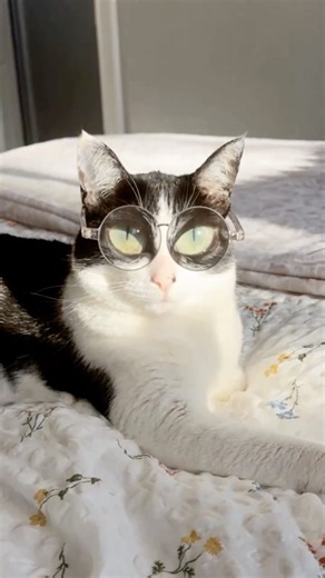 Do Cats NEED Glasses? #goodtoknow #vet #medicine #educational #funfacts #lifehacks #survival #hacks
