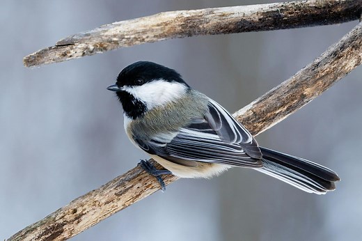 Black-Capped Chickadees Are Masters of Memory—and Scientists Are Finding Out Why