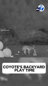 A Yorba Linda family was stunned to see a coyote enjoying some playtime in their backyard - and they caught the unusual behavior on video. | ABC7