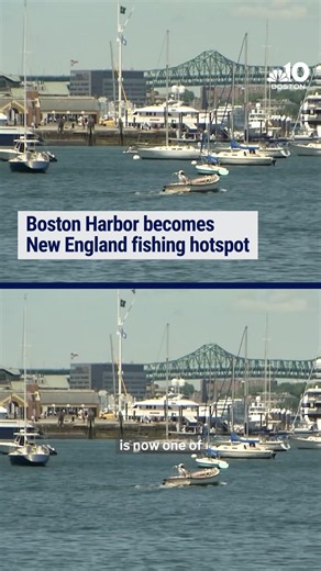 Boston Harbor becomes New England fishing hotspot