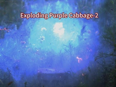 Exploding Purple Cabbage-2 high-speed camera video