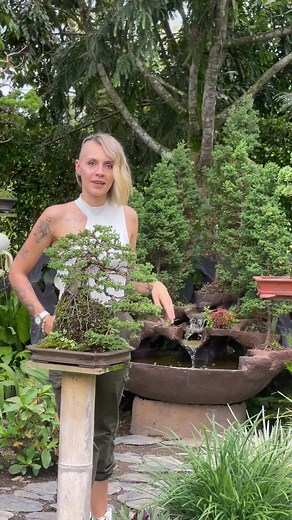 Aprende Bonsai de la forma mas sencilla y sin horarios! En nuestro curso virtual de bonsai Basico encontraras todas laa herramientas para inicarte en este bello mundo!! Link en juestra Bio o Contactancos!! 😍🌿🌺😱🌲🌳🍃☀️🍒🌸🍂🍁 #bonsai #bonsaiart #bonsaigarden #deco #bonsailovers #bonsailife #bonsaitree #cursobonsai