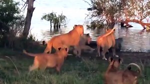 1.3M views · 6.1K reactions | Hungry crocodile attacking a lion !! | Animal World | Facebook