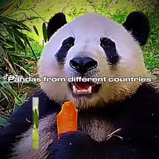 Pandas: Facts, Clips, and Cute Moments