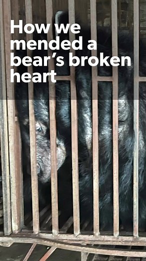 4.3K views · 898 reactions | Moon bear Dawn was one of the most...
