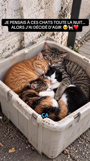 Ça faisait plusieurs fois que je croisais ces chats errants… et chaque fois, je me demandais comment ils pouvaient survivre dehors, sous la pluie et dans le froid. Cette nuit-là, impossible de me les sortir de la tête. ❤️ Alors, j’ai décidé de leur construire un refuge avec des petits espaces pour dormir, de quoi manger et un grand toit pour les protéger des intempéries. 🏠🐾 Je ne peux pas sauver tous les animaux de la rue, mais je peux au moins changer la vie de quelques-uns. ❤️ 💬 Et toi, tu 