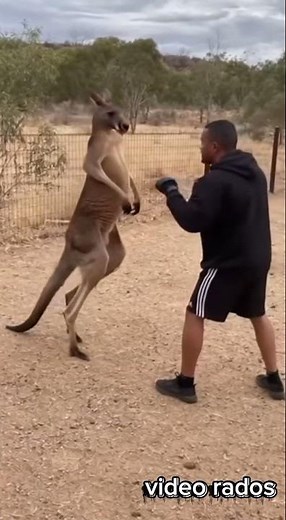 “Man vs. Kangaroo: The Unexpected Boxing Match”