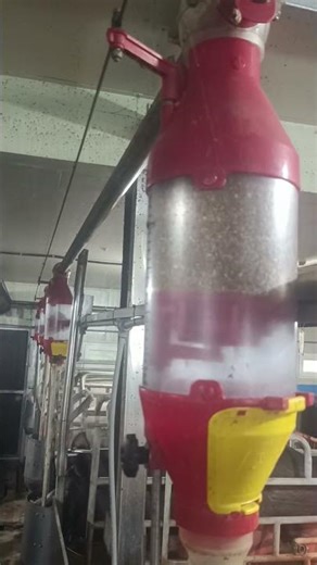 Automatic Pig Feeding Process | Korea Pig Farm 🇰🇷