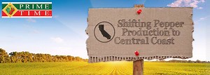 Prime Time Shifting Pepper Production to Central Coast