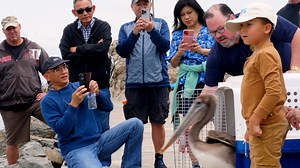18K views · 99 reactions | Though hundreds of Brown Pelicans remain...