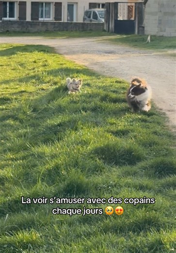 Loving Life: Pomchi Enjoys Playtime with Friends