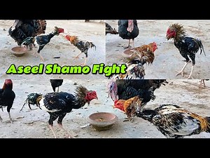 Aseel shamo fight in Pakistan #aseel #shamo #birds
