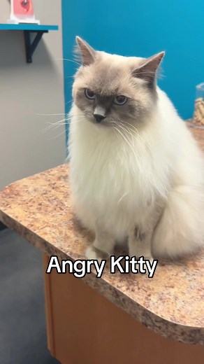 Angry Ragdoll Cat at the Vet - Funny Reaction Video