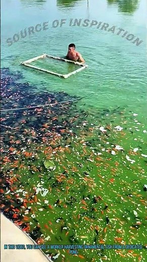 Fish Harvesting: Collecting Ornamental Fish Easily