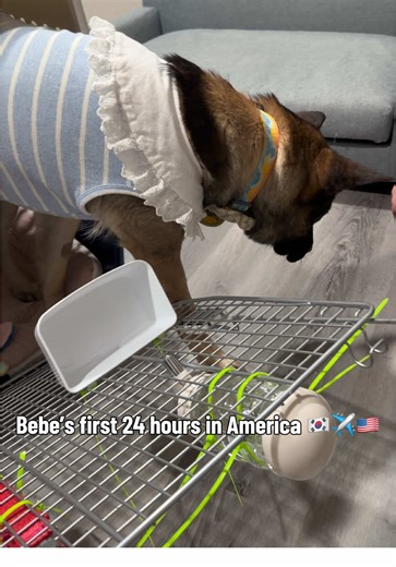 Bebe’s first 24 hours in America 🇰🇷✈️🇺🇸 After a long flight from Korea, Bebe arrived in California and started her new life with us. She’s still learning that she’s safe, loved, and part of the pack now 🐾 And of course… meeting Ava was the biggest moment. Welcome home Bebe 🤍 #rescuedog #jindomix #adoptdontshop #dogreels #dogsofinstagram