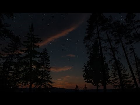 Twilight Forest Vibes with Chirping Crickets | ASMR Ambience for Sleep, Study & Tranquility